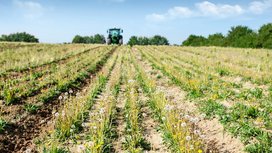 Research Network Focusing on the Acquisition of Dandelion Rubber Includes Additional Plant Breeder