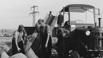 Inclined conveyor belt used in agriculture, May 1956