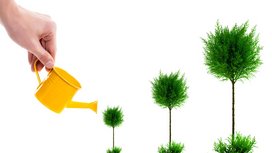 Campania „Feel Free to Plant a Tree“ la Continental Iași