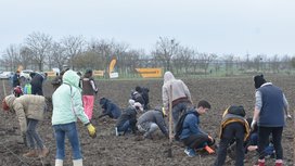 Peste 6 hectare de teren sunt în plantare în județele Timiș și Iași