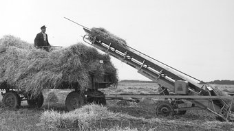 Inclined conveyor belt used in agriculture, May 1956