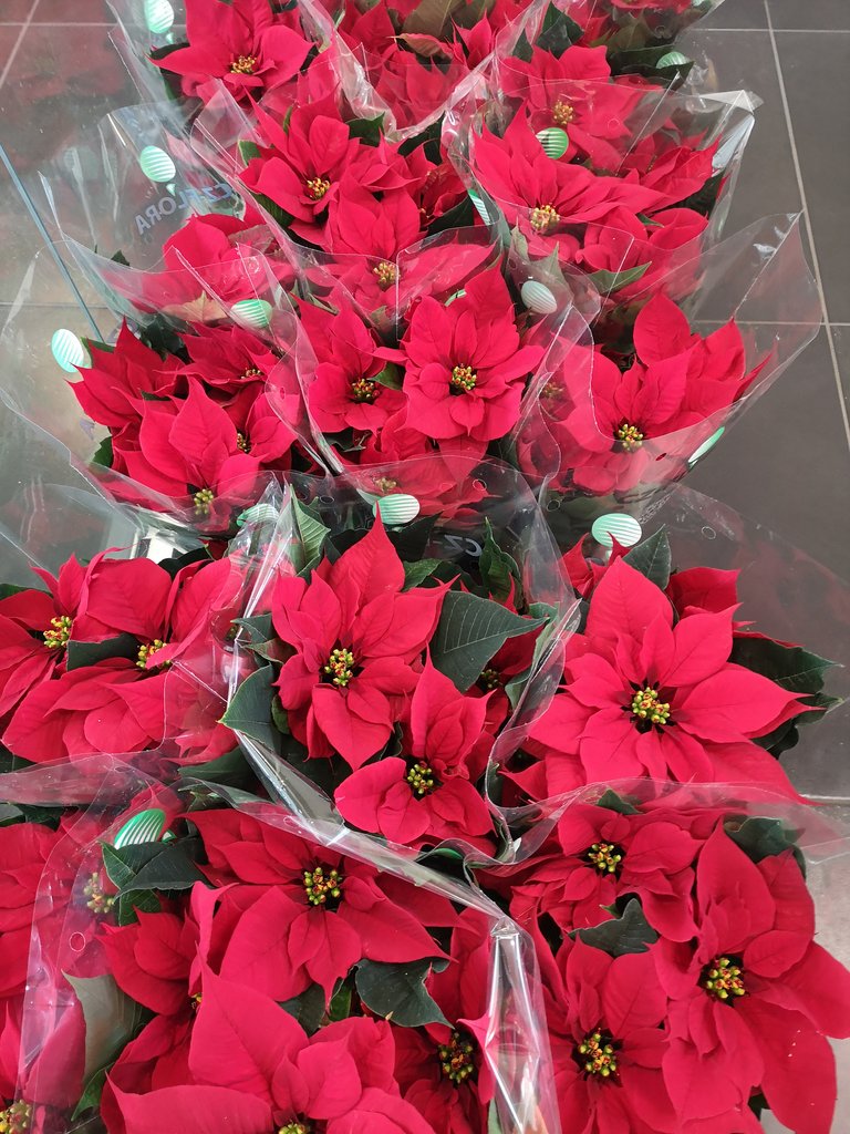 Zaměstnanci otrokovického závodu zakoupili vánoční růže v hodnotě 19 400 Kč.