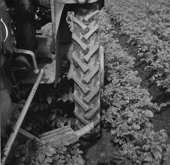 Traktor-Reifen im Kartoffelfeld  1963
