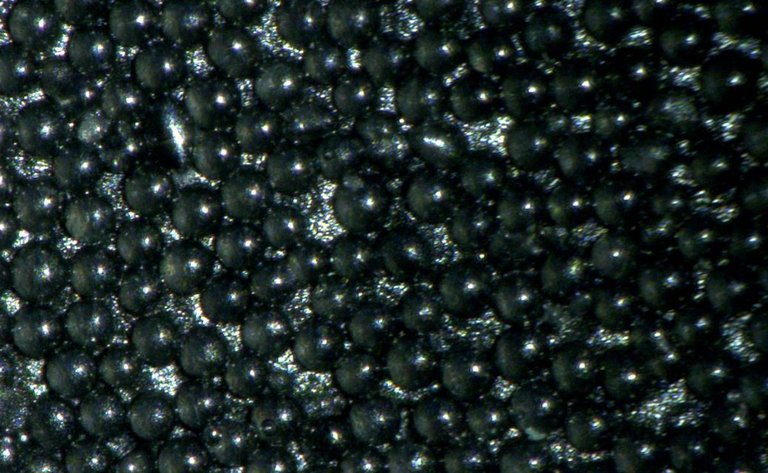 Continental_PP_Black_Pearl