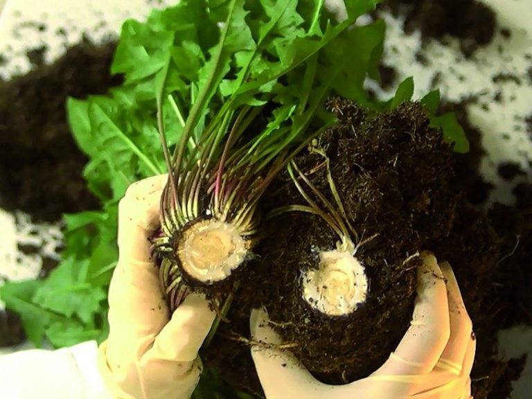 dandelion root